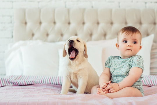 Little baby girl sit on the bed with labrador puppy