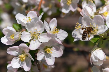 Obraz premium Пчела собирает пыльцу на цветке яблони