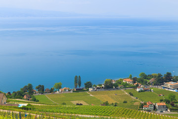 Obraz premium Beautiful lake Leman and vineyard