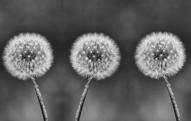 3dandelion BW