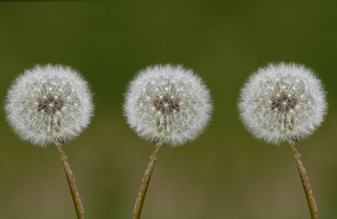 3dandelion color