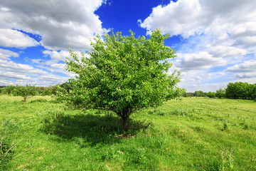Fototapeta na wymiar one green tree in the foreground in the field and blue sky with clouds sunny day, beautiful rural landscape