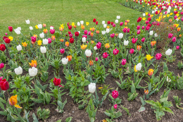 Beautiful tulips flowers on VDNKh