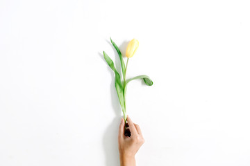 Woman hand holding beautiful yellow tulip flower on white background. Flat lay, top view.