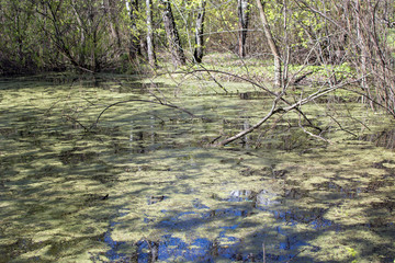 natural swamp pond
