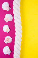 Fototapeta premium Sea rope and scallop shells on colored backgrounds with negative space