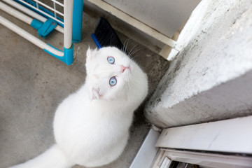 white scottish cat sitting on the balcony and looking up