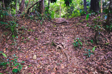 Obraz premium Walking trail in Thai dark tropical forest, Mu Koh Chang National Park, Chang island, Thailand. Path to the Khlong Phlu waterfall. Natural background. Soft Focus.
