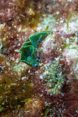nudibranch underwater macro