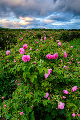 Bulgarian rose field near Karlovo