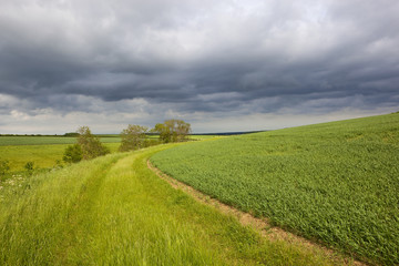 hillside wheat field