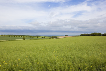 woods and oilseed rape