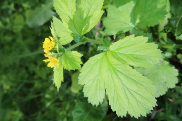 Gravel of Aleppo, or straight (Geum aleppicum) - a herbaceous perennial plant is called a clove root