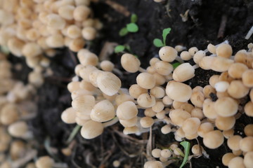 Colony of small non-edible mushrooms in the grass