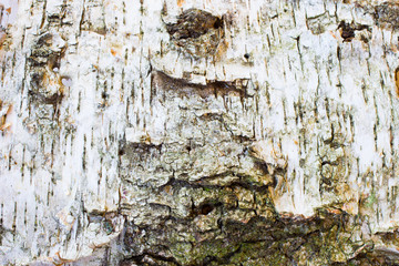 White birch bark. Top view . Close up. Background