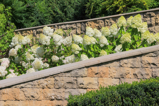 White hydrangea and green bushes on a background of wall from a natural stone