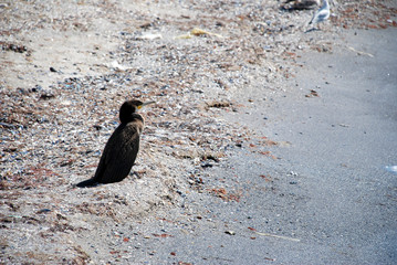 Cormorant on the seashore