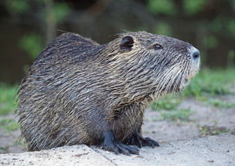 A coypu, Nutria on natural background