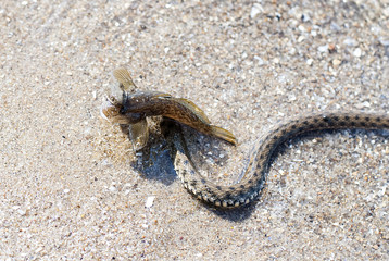 Snake on the hunt