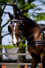 Fototapeta premium Portrait of horse pulling carriage in summer