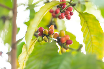 coffee seeds blur background