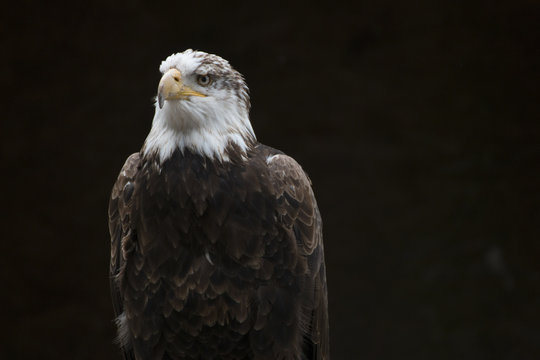 Wei&szlig;kopfseeadler, Adler mit weissem Kopf auf schwarzem Hintergrund