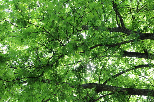 Leaves and branches of elm against the sky and sun