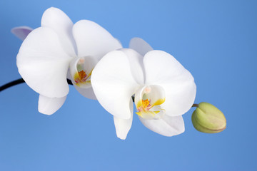Fototapeta na wymiar beautiful white orchid flowers