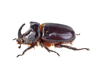 Rhinoceros Beetle, image on a white background