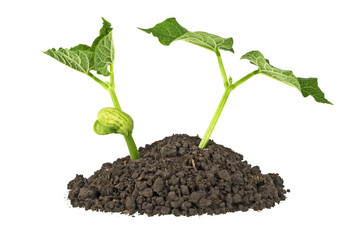 Young plants with humus isolated on white background