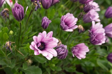 Purple flower. Slovakia