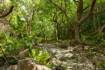  stunning bush walk to wonderful Matapa Chasm a popular travel destination on island of Niue in South Pacific