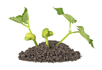 Bean sprouts isolated on a white background
