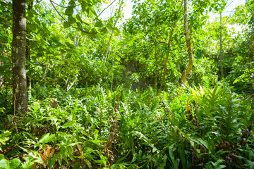 Stunning bush walk to wonderful Matapa Chasm a popular travel destination on island of Niue in South Pacific