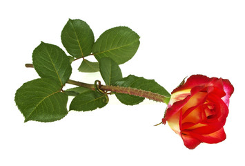 Beautiful rose with leaves isolated on a white background