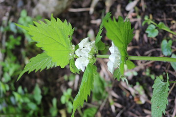 Clear clear white, deaf nettle (Lamium album) - perennial herbaceous plant