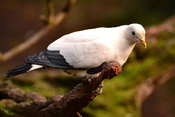 Dove on a branch