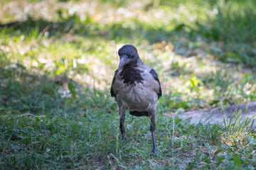 Black and Gray Colored Hooded Crow on park background