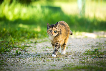 Naklejka na ściany i meble Cat goes on the road on a summer day