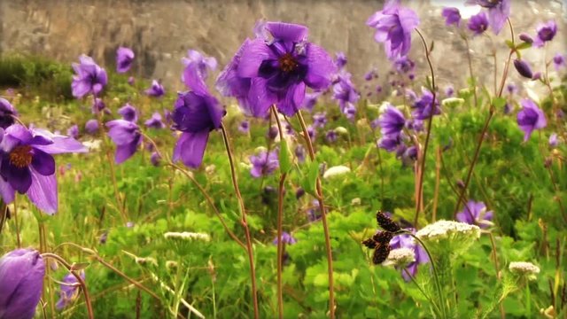 Aquilegia flowers in mountain valley
