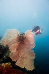 diver behind giant pink coral fan