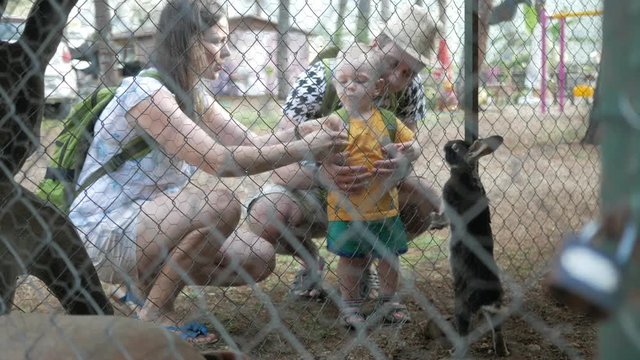 A little boy with parents feeding a rabbit with green grass in a zoo. Several beasts eat.