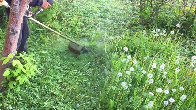 Gardener mows the lawn mower green grass, gardening. Slow motion. Trim grass at garden. Cut dandelions and blowballs summer day. Care garden man mows mowing field of dandelions and green juicy grass