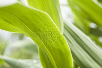 Obraz premium Wallpaper macro water drow morning dew backlight green bamboo leaf central position
