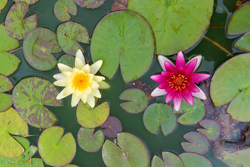 top view of two yellow and pink  nymphaea lily pad flowers © ThomasLENNE