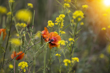 Little yellow meadow flowers and poppy, blurred background. meadow flowers and 