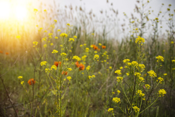 Fototapeta na wymiar Little yellow meadow flowers and poppy, blurred background. meadow flowers and 