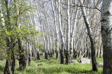 Landscape in early spring with poplars