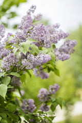 bunch of lilac flowers in front of garden