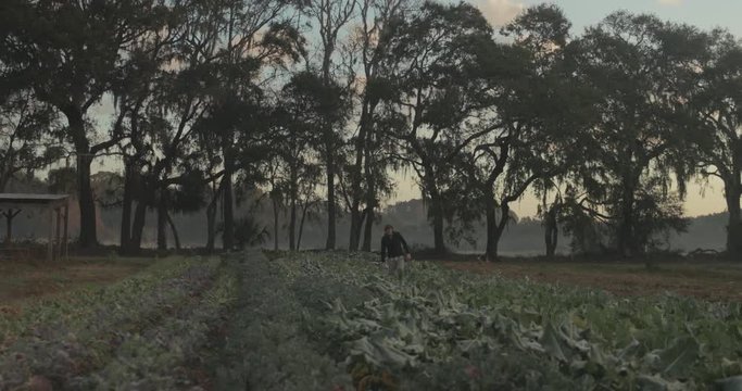 Organic farm at sunrise with fog and gardener